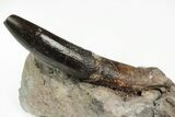 Rooted Sauropod Dinosaur (Diplodocus) Tooth in Situ - Colorado #218344-1